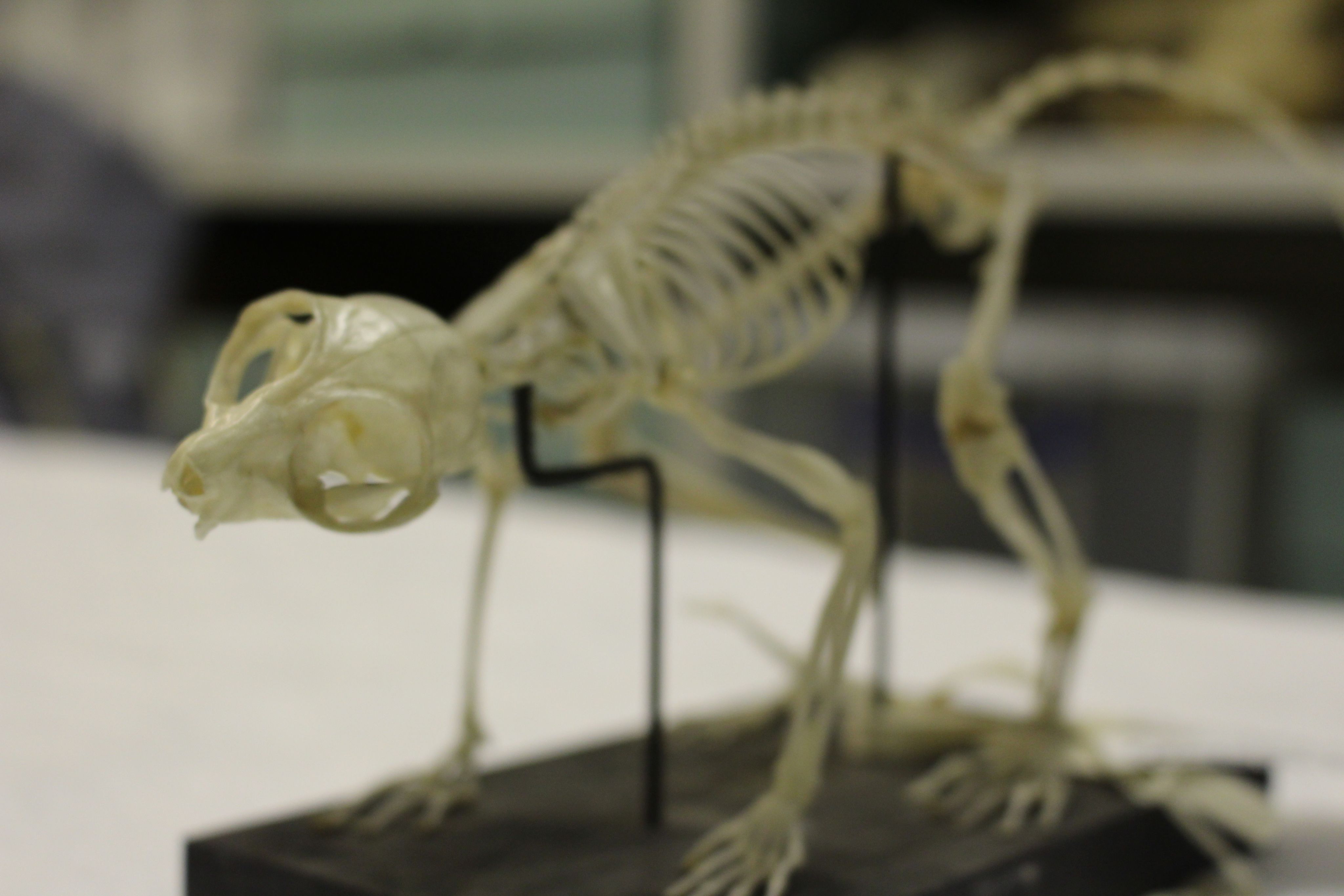 A photograph taken of a small mammal with a small skull but very large eye sockets known as a bush baby.