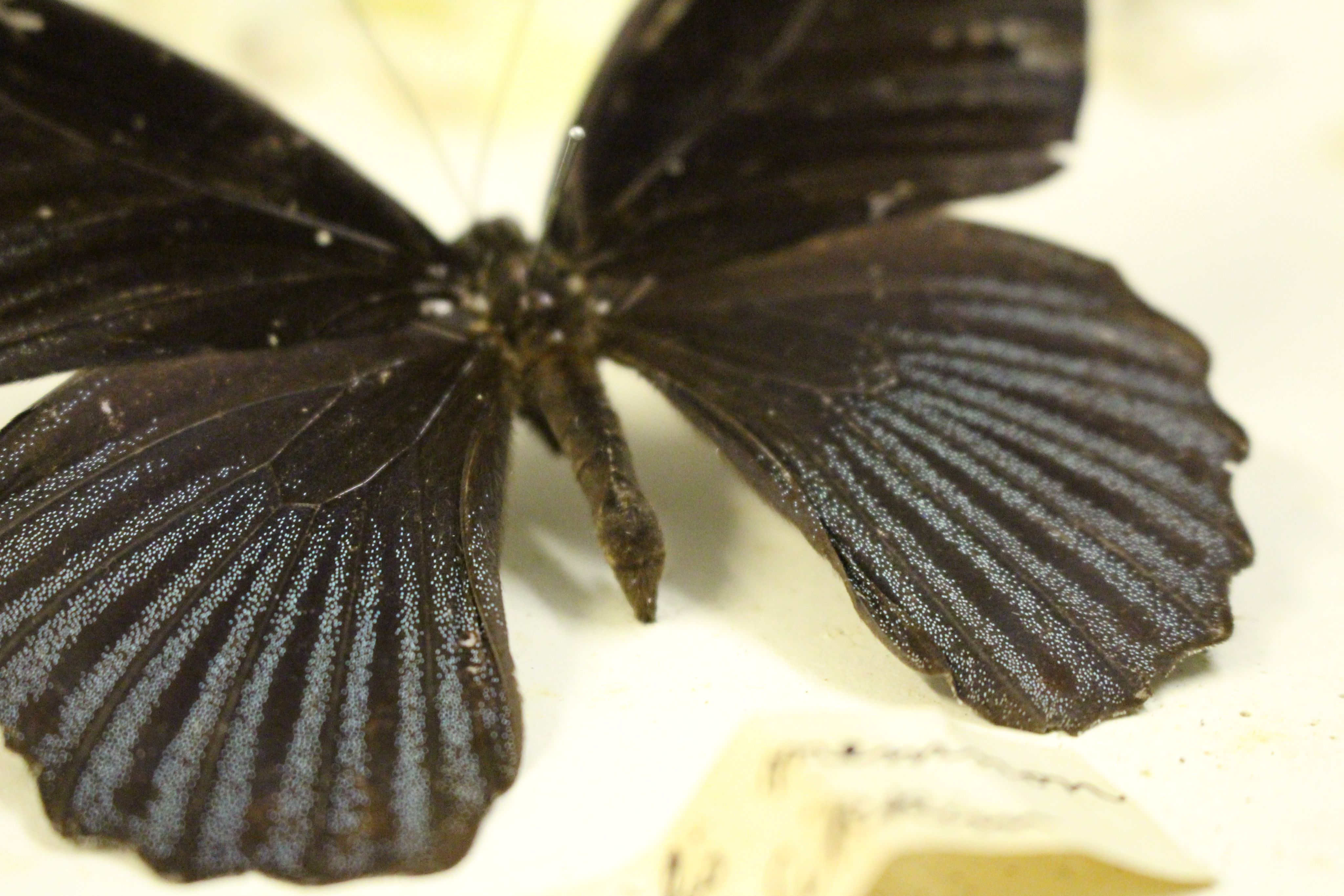 A close-up photograph of a pinned butterfly specimen, with black wings and speckled shimmering blue dots in two lower wings.