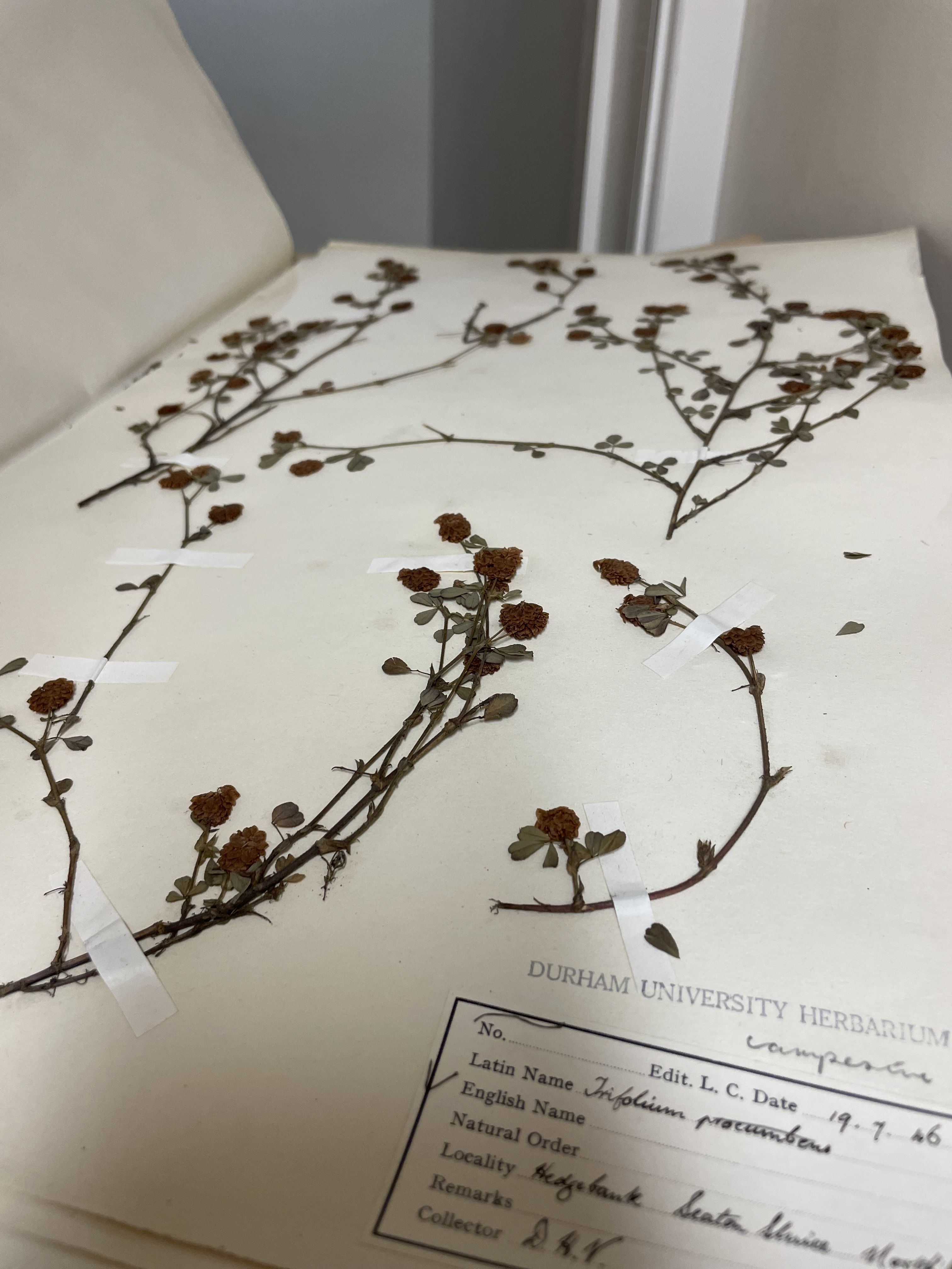 A flat layout of seven pieces of paper against a white tablecloth, each with between one and four individually mounted pressed flowers on them. Some pieces also have text on them, written on in ink. The overall colours are dark greens, browns, yellows and oranges.