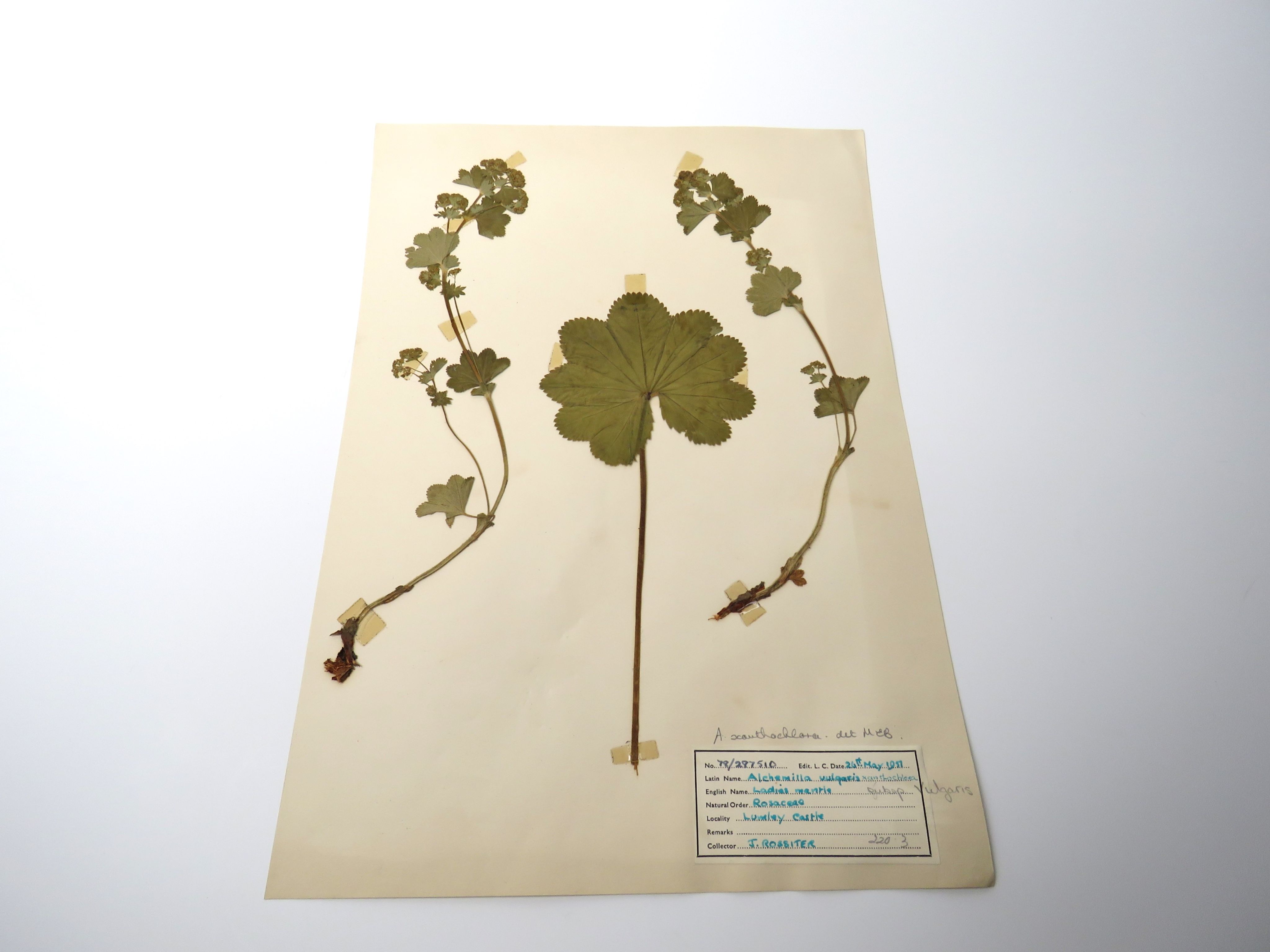 An individual flower on a piece of paper, its leaves are green and petal are yellow but are very small. 