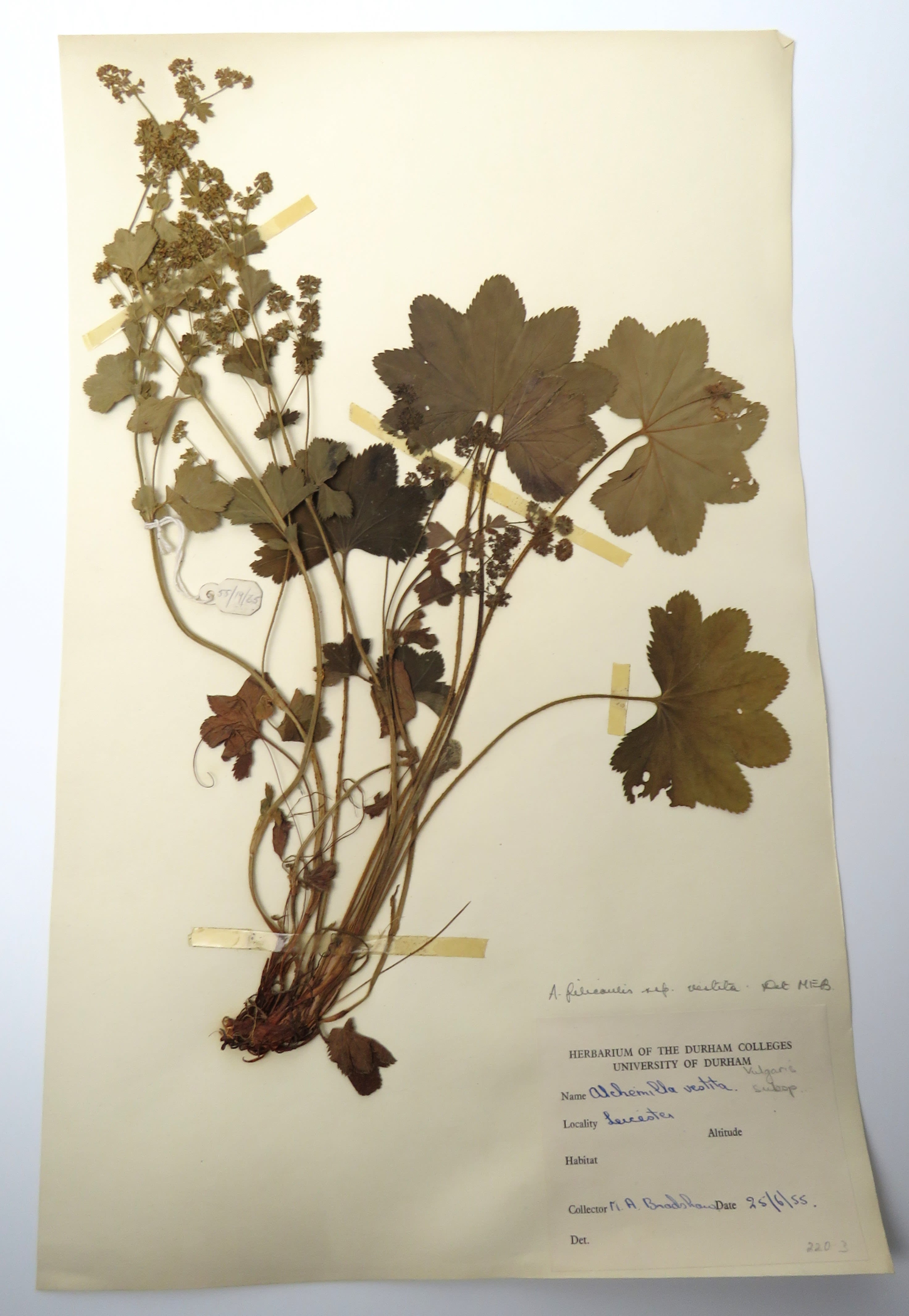 A dried plant arranged on a sheet of white paper, showing muted green and brown leaves of serrated edges.