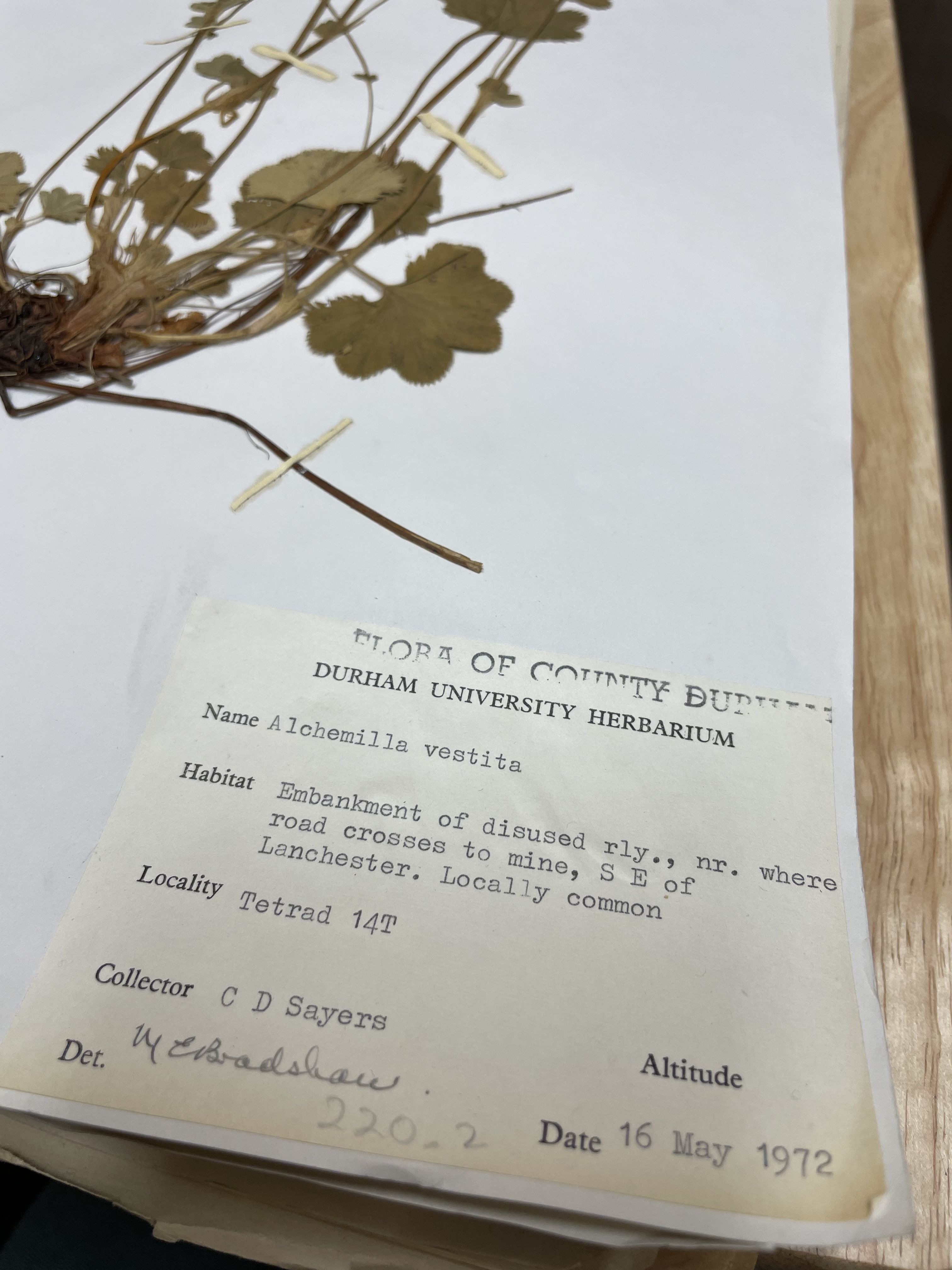 A piece of herbarium paper with a square label in the bottom right hand corner writing on it