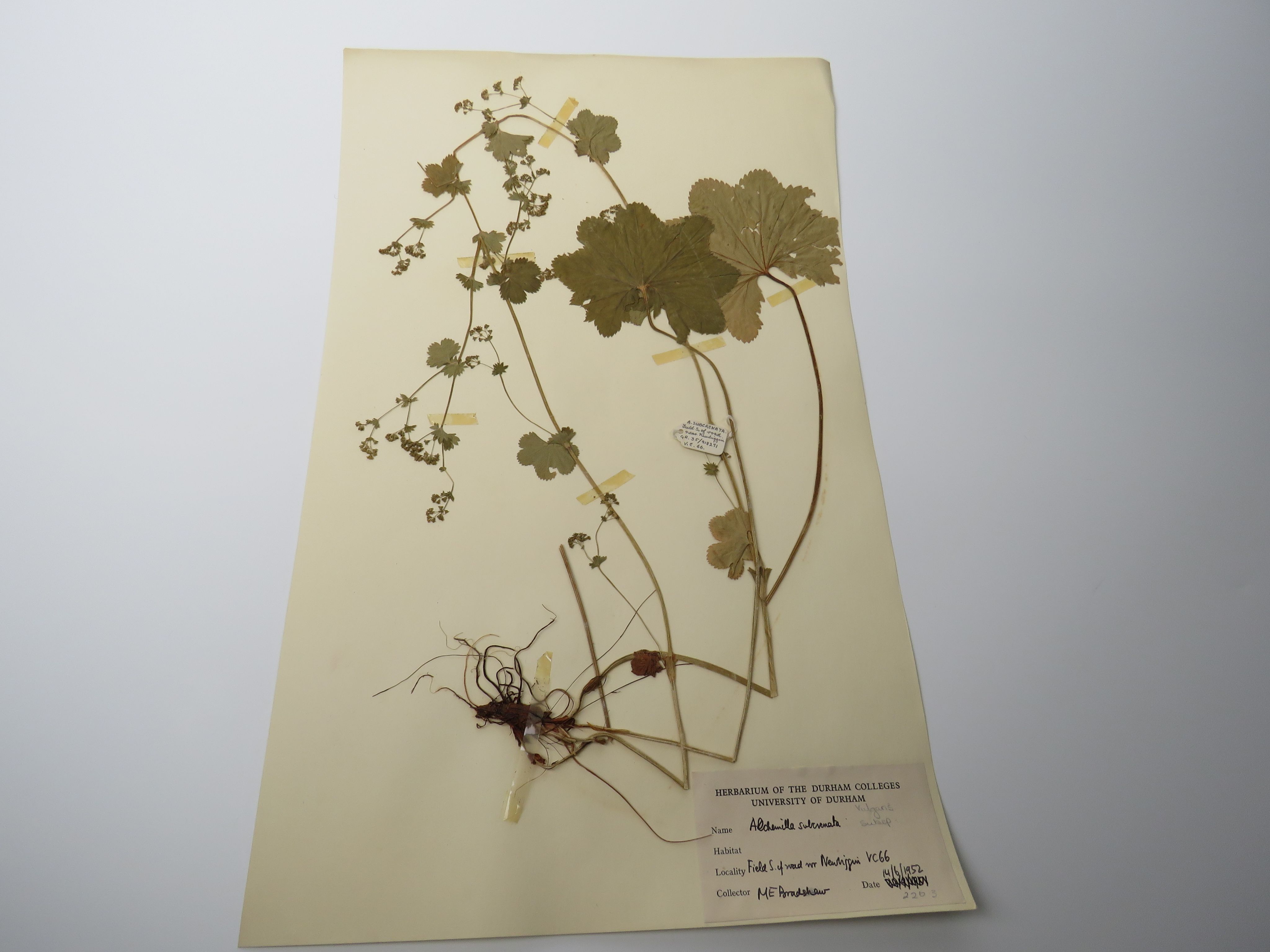 A dried plant arranged on a sheet of white paper, showing its small to large green leaves with serrated edges and roots.