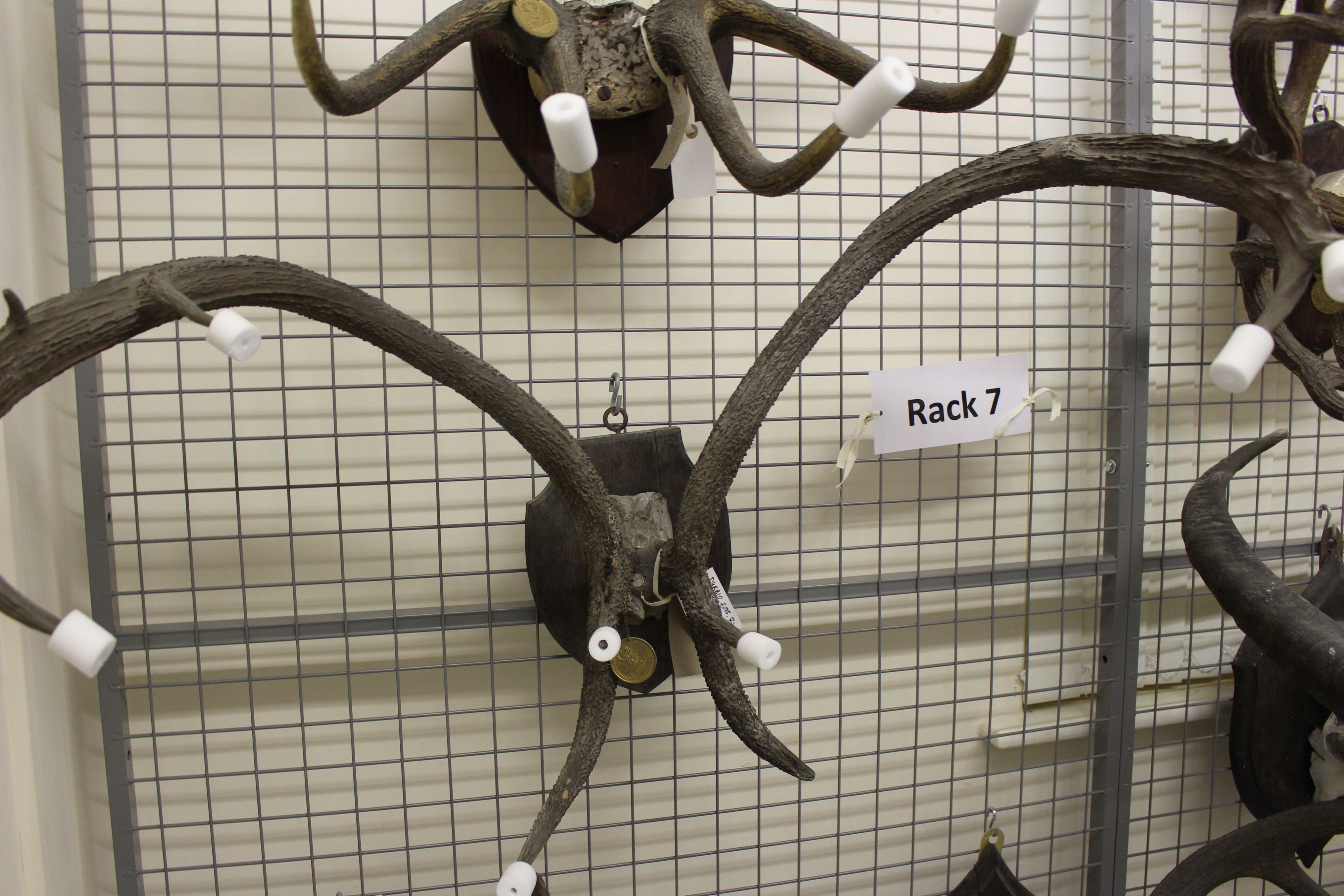 A mounted set of antlers, which form a very curved 'C' shape on each side of the skull.