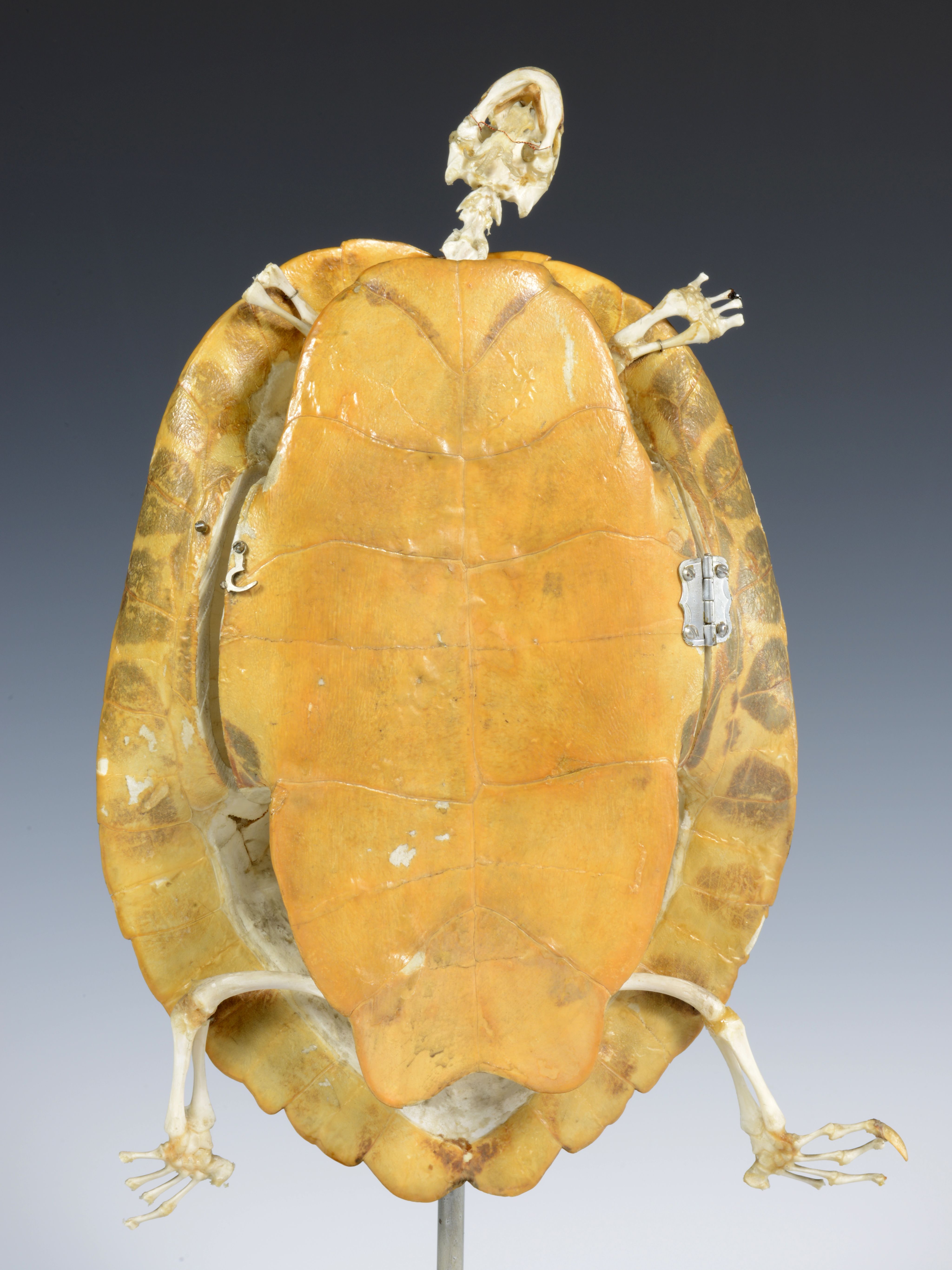 Photograph of a tortoise, front view of the shell which is the flat underside of the tortoise. Tortoise is suspended by a metal bar attached to the end of the shell. A hinge and bracket can be seen on each side of the shell, with the shell opening from the left. 