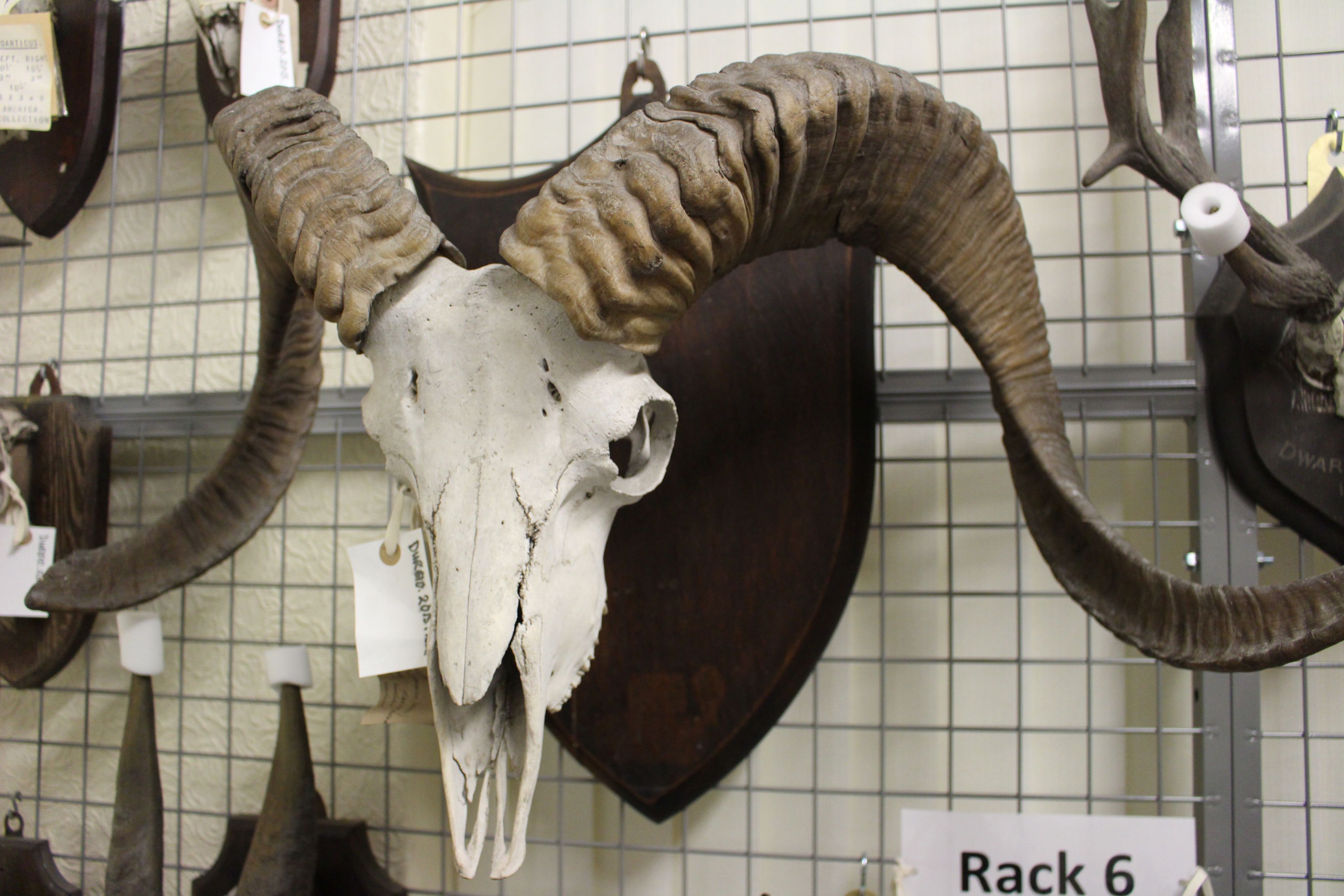 A mounted white-coloured skull with two swirling ridged antlers.