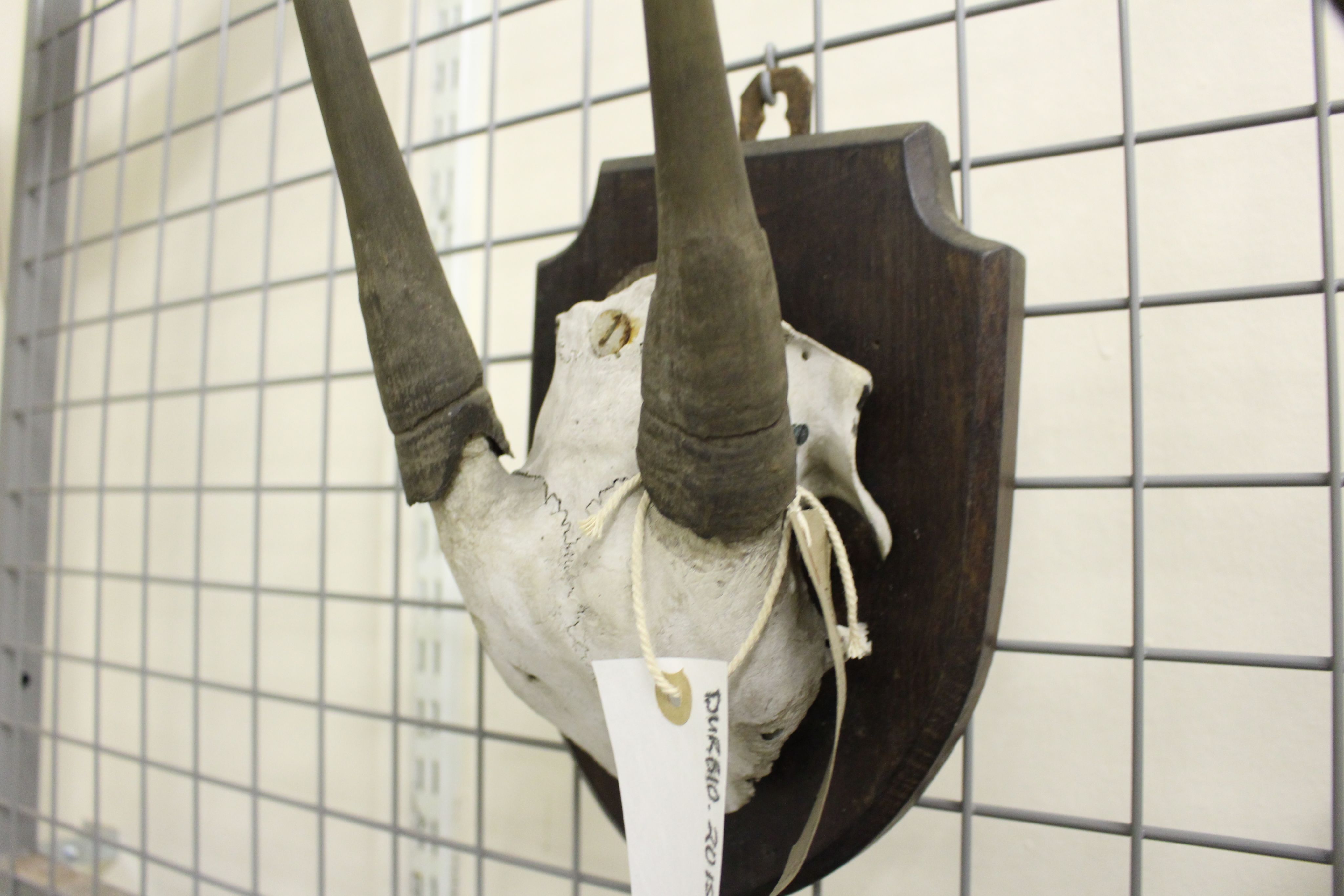A white skull with two small very straight dark brown antlers.