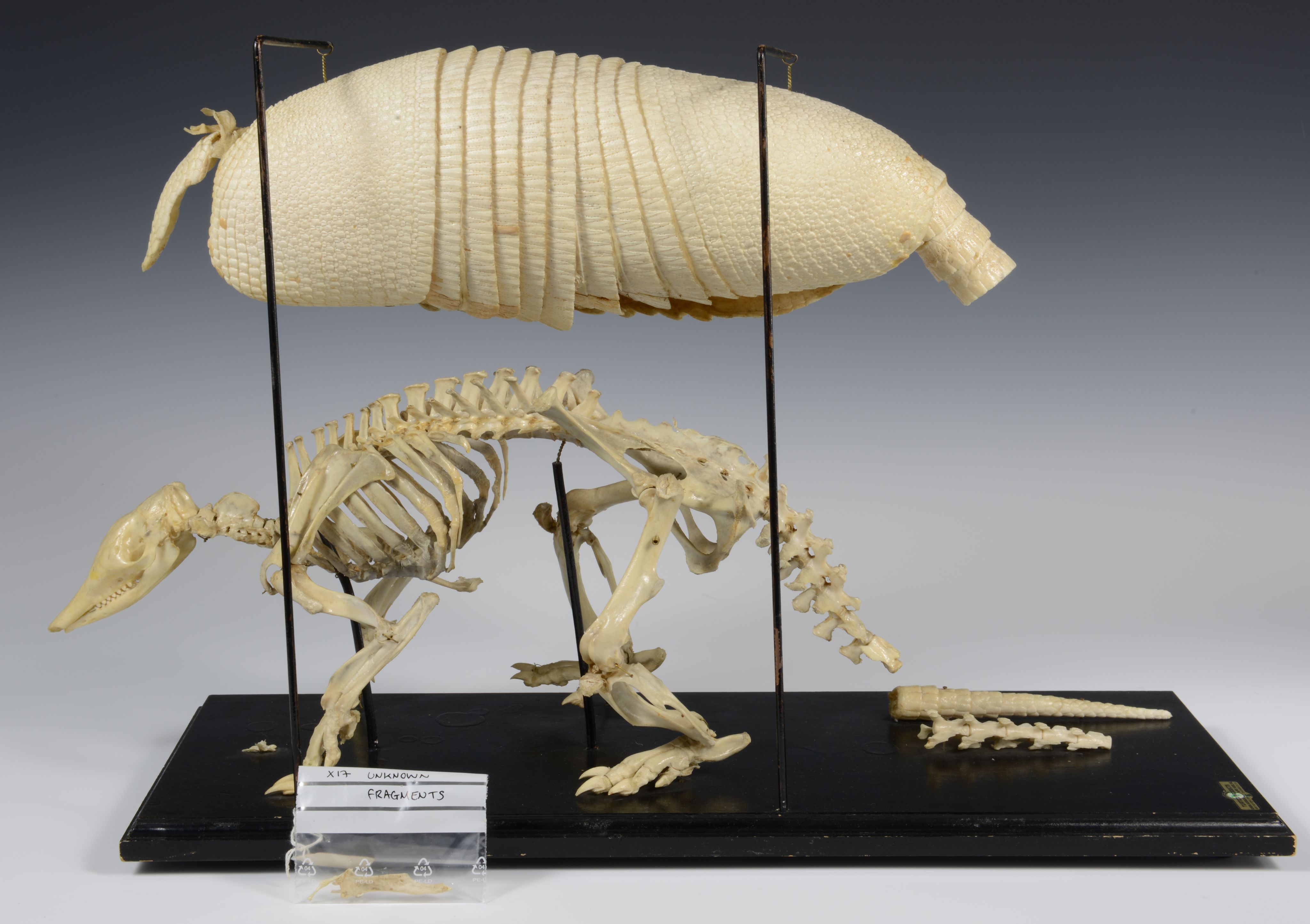 A skeleton with four legs and a tail, underneath a large shell with overlapping sections which is being suspended from two black rods on a black board.