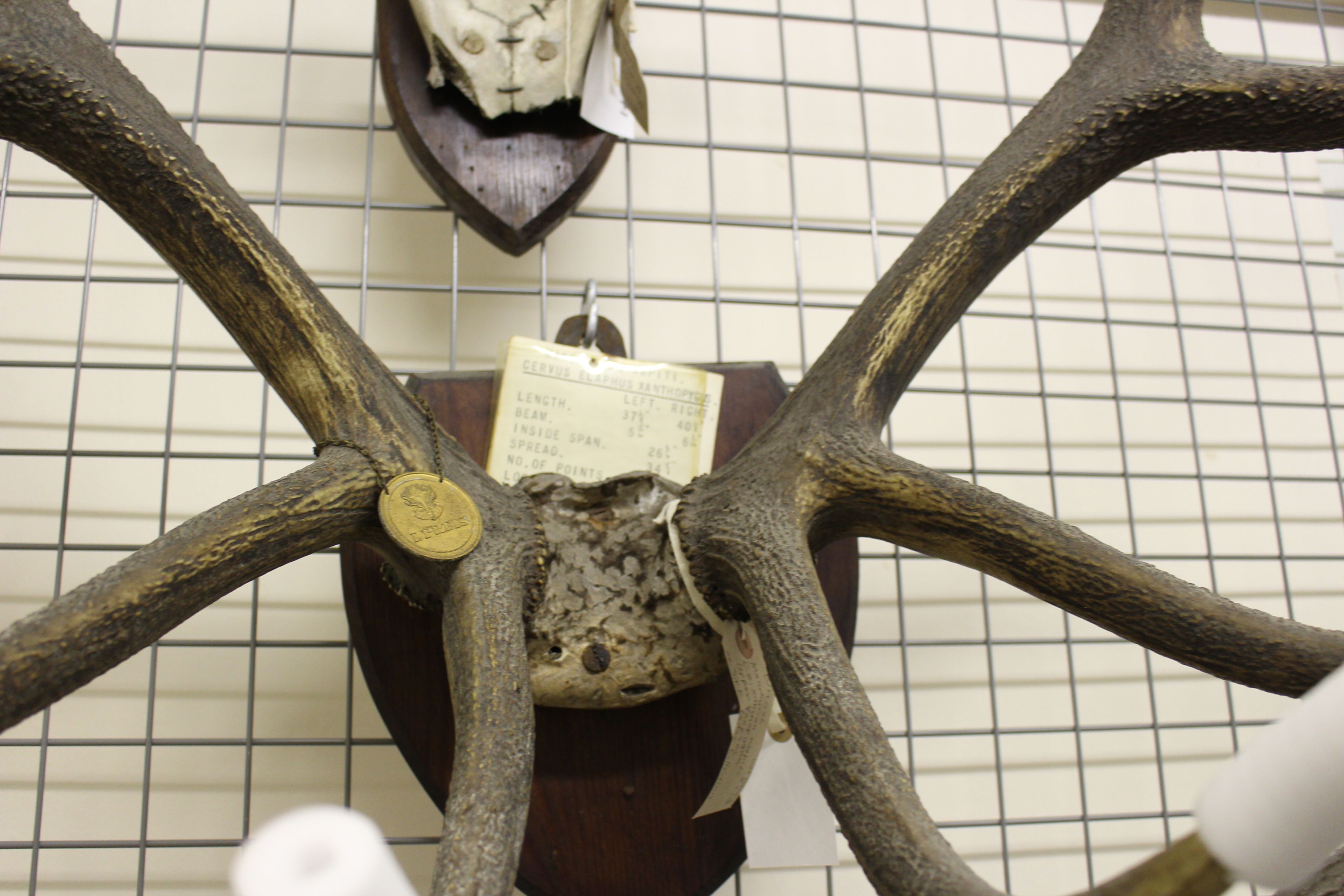 A close up on a mounted antler highlighting a white piece of card at the top which gives measurements.
