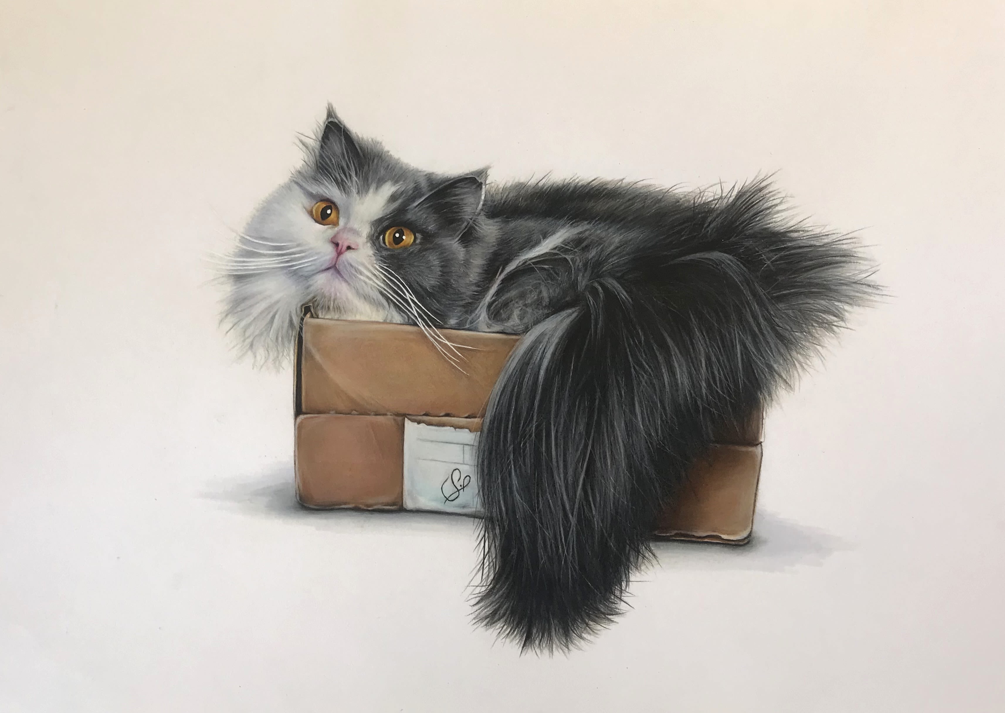 Pencil drawing of a fluffy cat in a cardboard box.