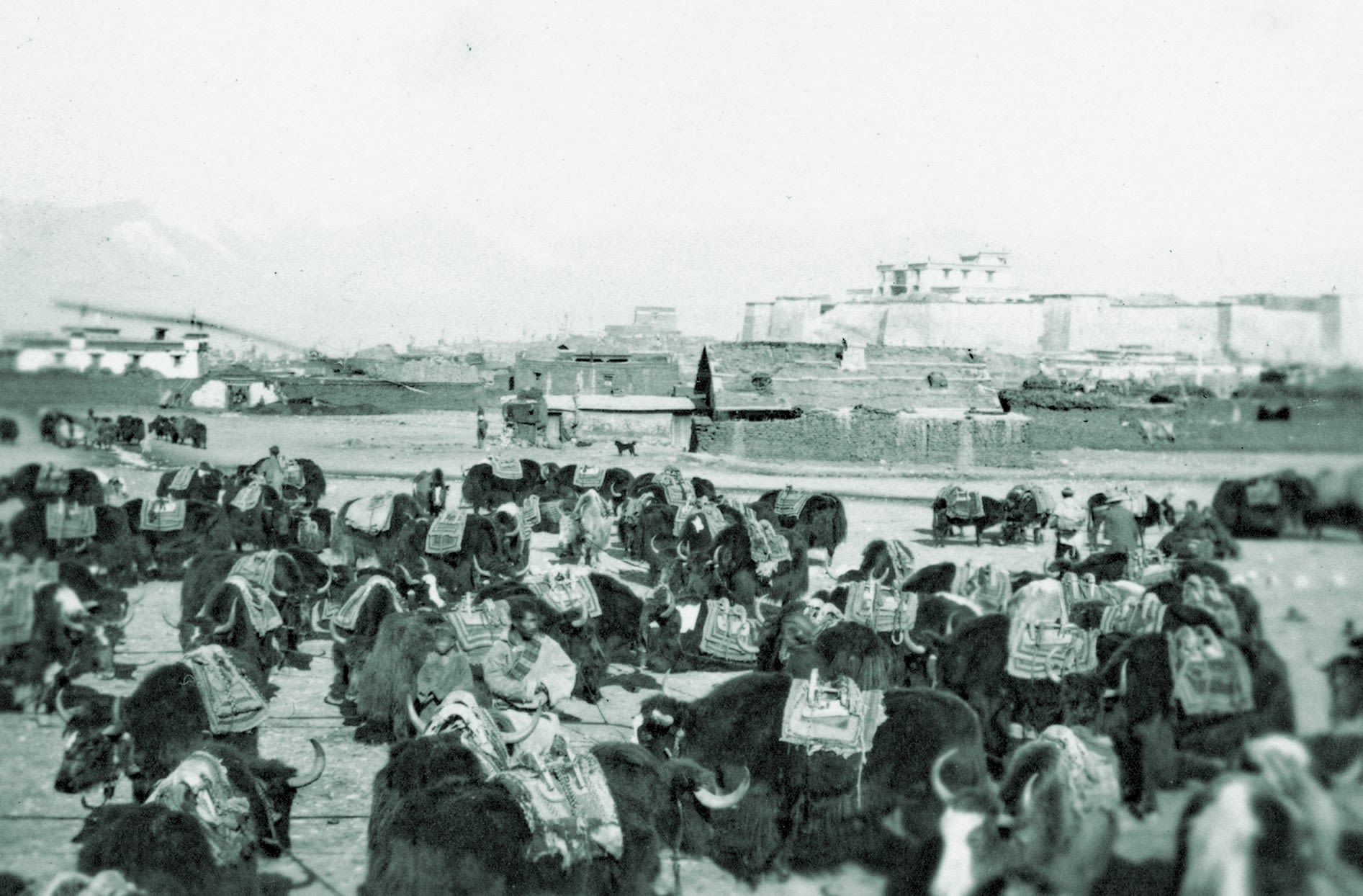 A black and white photograph of a large group of yaks in an open area, with buildings in the background that are part of a fort or walled city.