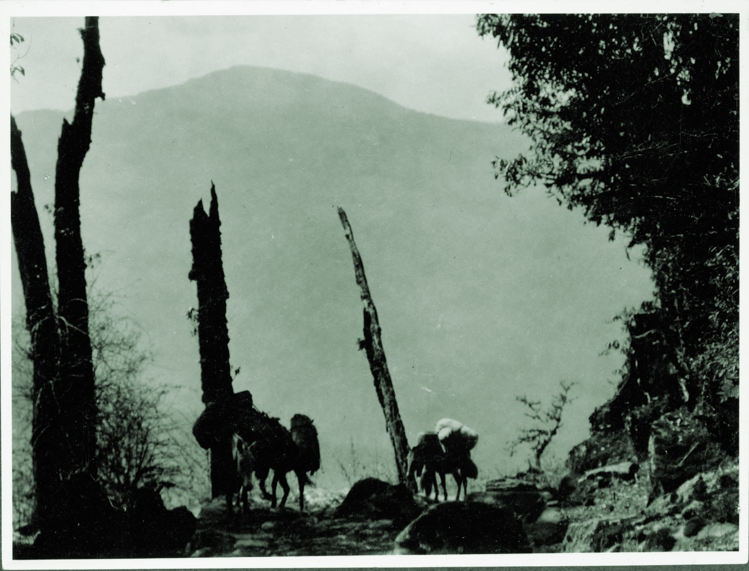 A greyscale photo with a green tint of two horses that are laden with bags, grazing next to a tree, shrubbery and three large jagged trunks of trees. In the background there appears to be a large mountain.