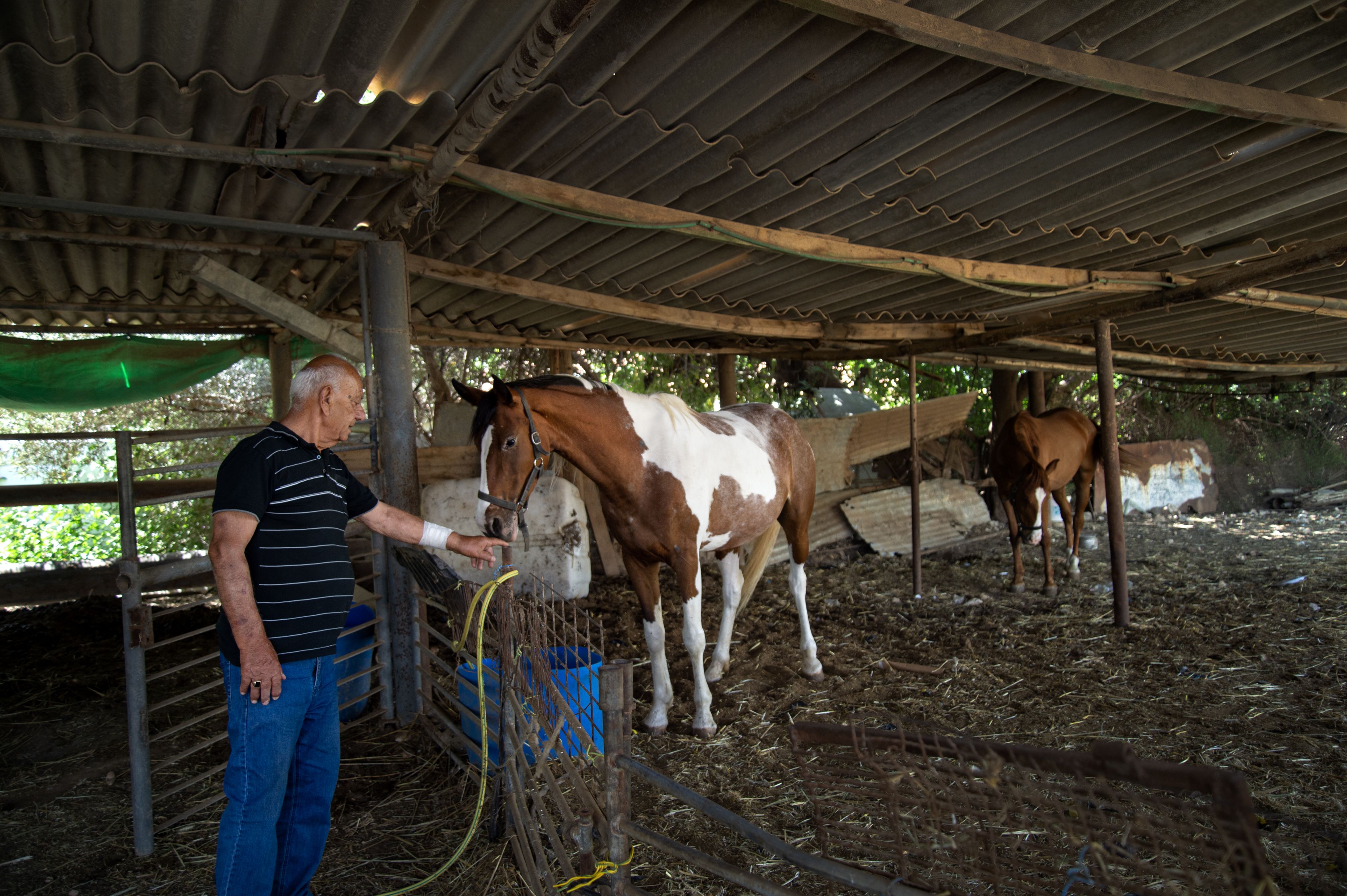 Colour photograph, outdoors, man in a stable, a chestnut and white horse sniffing his fingers.