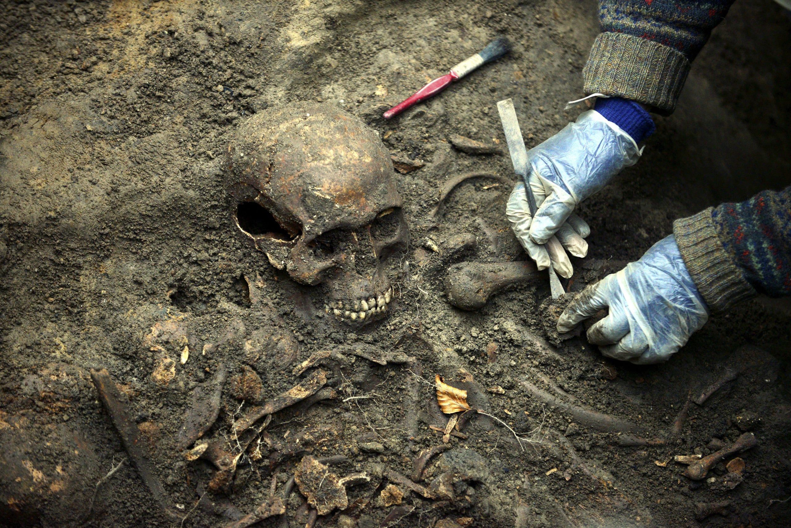 An archaeologist excavates a skull from the ground