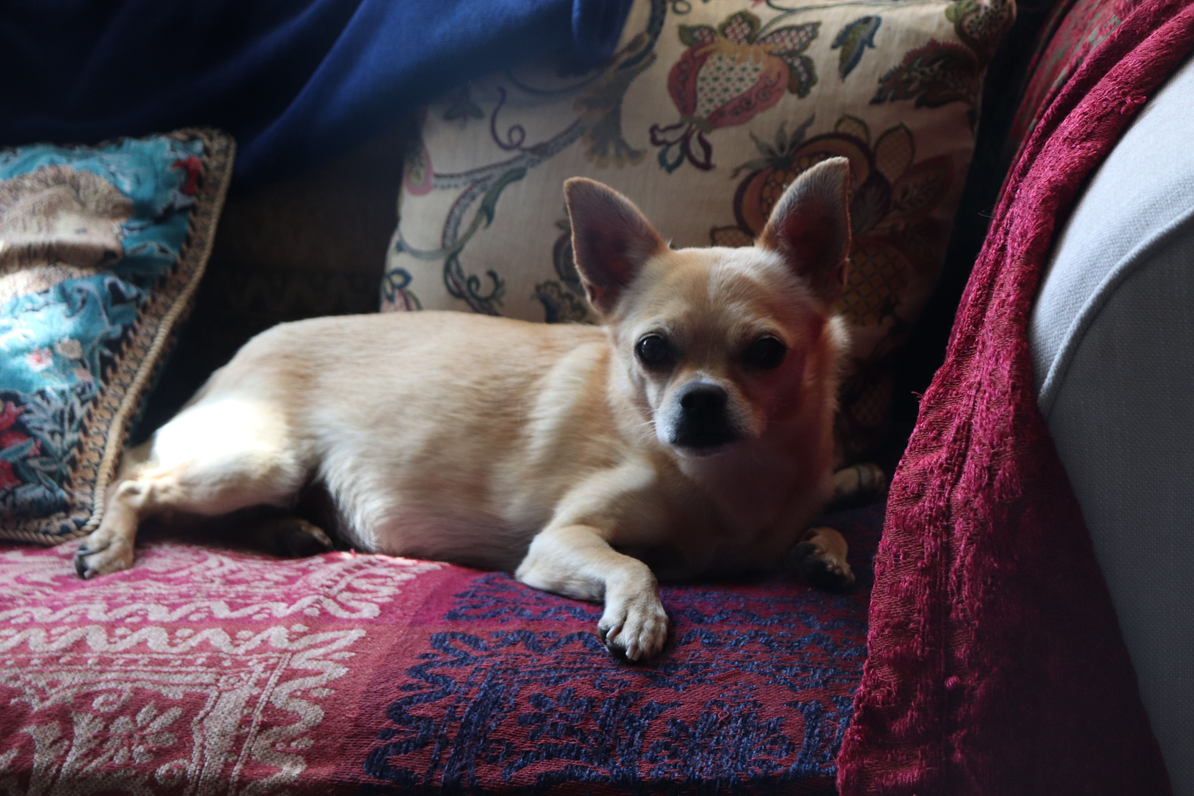 Photograph of a dog on the sofa.