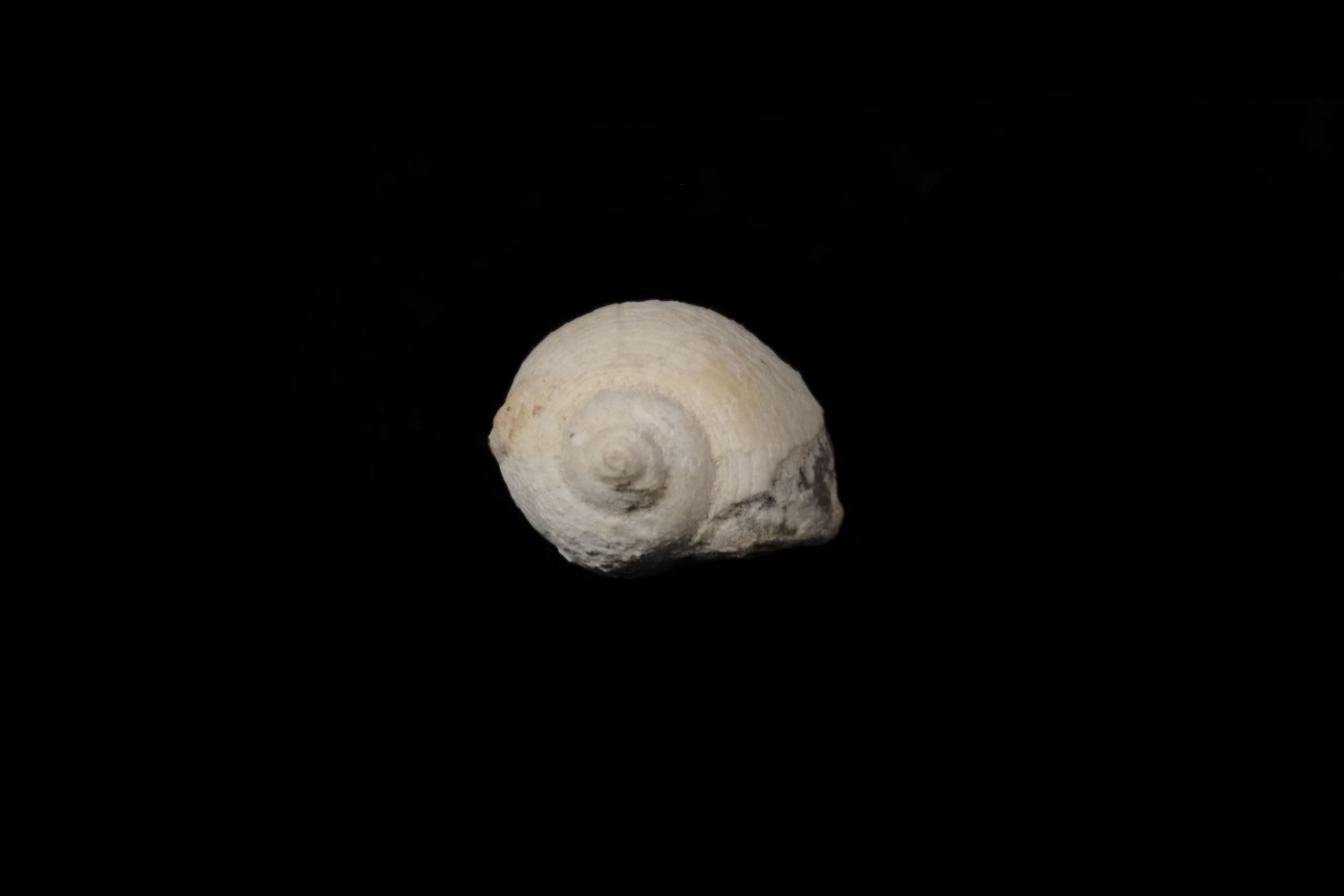 A tiny white snail shell.