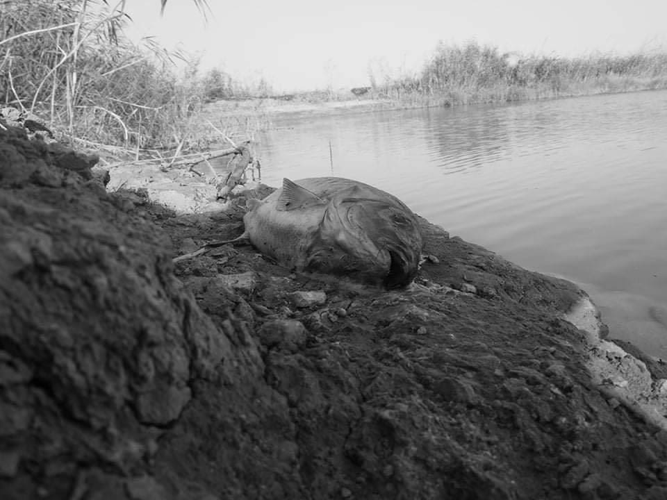 This black and white photograph taken by Shaho Omar is titled Death of the Fish. There is a strong contrast between the darkness of the river bank where the dead fish is lying, and the lightness of the river. The fish is in the foreground and takes up quite a lot of space in the image. In the background, the only other living thing is grass.