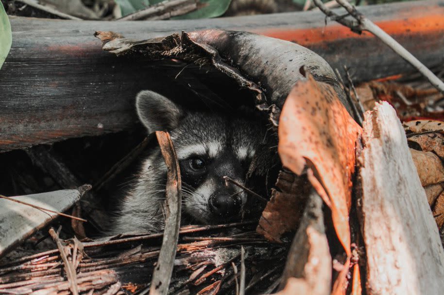 Photo of a racoon hiding under a log and behind forest floor debris.