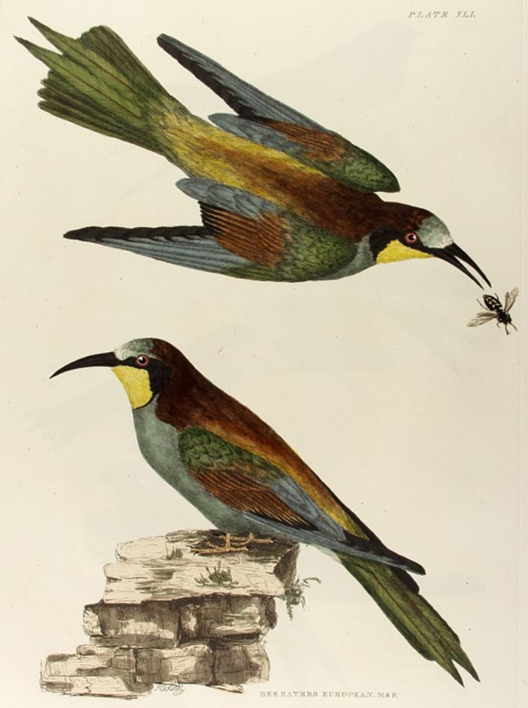 Illustration of two Bee Eater birds from Prideaux Selby's 1821 book of British Birds